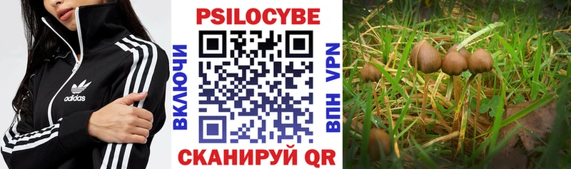 блэк спрут вход  Коломна  Галлюциногенные грибы Psilocybe 