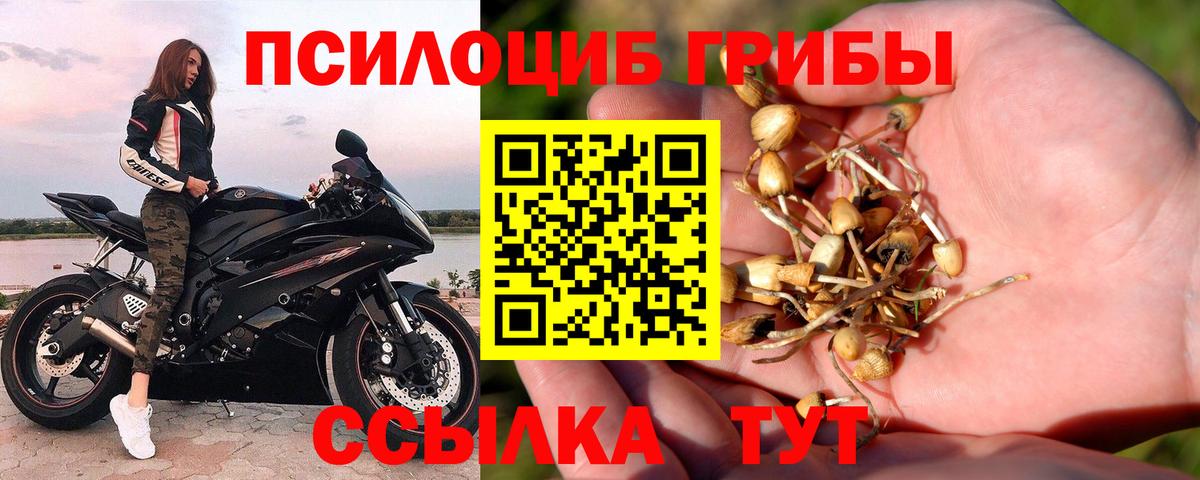 Галлюциногенные грибы Psilocybe  Коломна 